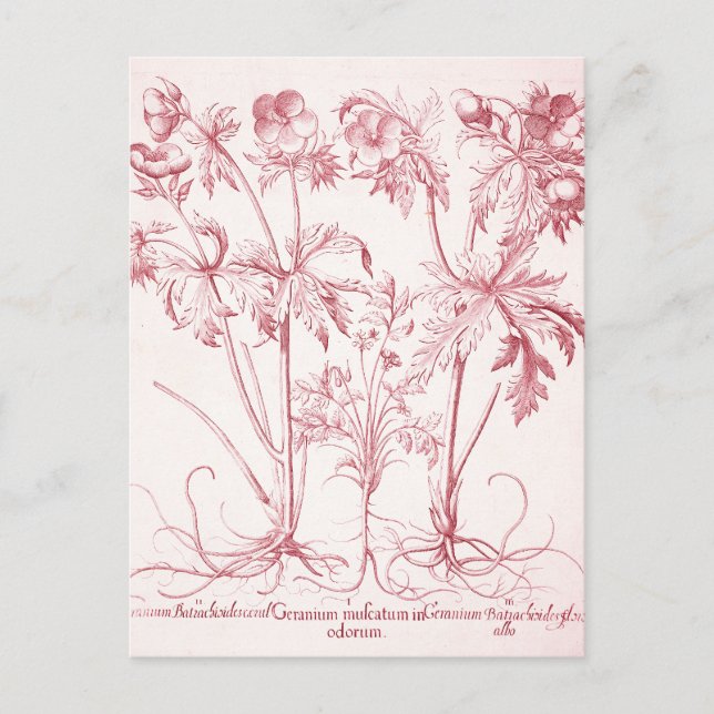 Pink Vintage Botanical Art Postcard (Front)