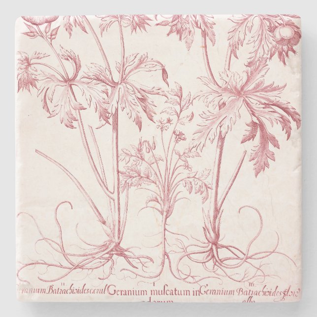 Pink Vintage Botanical Art Stone Coaster (Front)