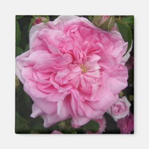 Pink Vintage Rose floral Flowers Magnet