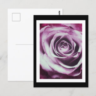 Pink Vintage Rose Postcard