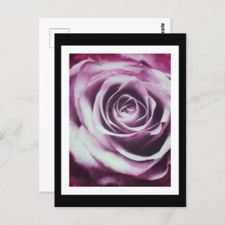 Pink Vintage Rose Postcard