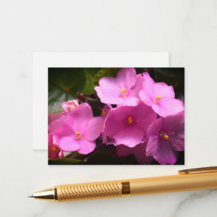 Pink Violette Africaine Saintpaulia Flowers Enclosure Card