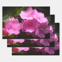 Pink Violette Africaine Saintpaulia Flowers