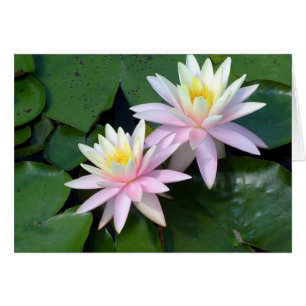 Pink Water Lilies
