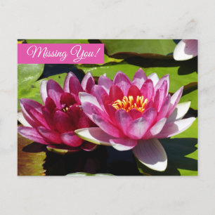 Pink Water Lilies Postcard