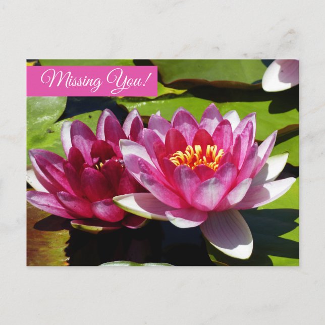 Pink Water Lilies Postcard (Front)
