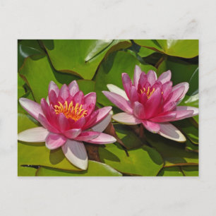 Pink water lilies postcard