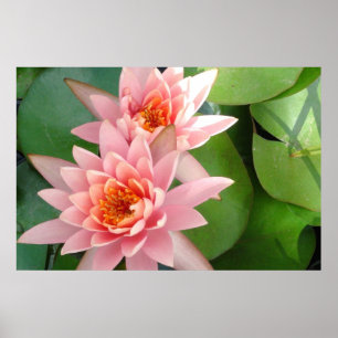 Pink Water Lilies Splendour Poster