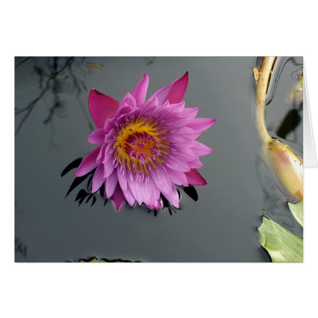 Pink Water Lily (Front Horizontal)