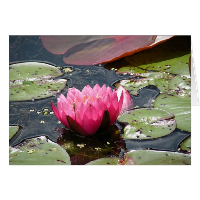 Pink Water Lily card (Front Horizontal)