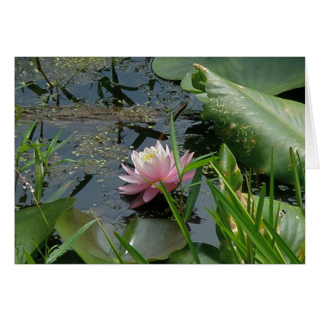 Pink Water Lily Coordinating Items (Front Horizontal)