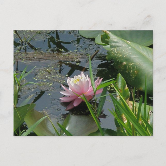 Pink Water Lily Coordinating Items Postcard (Front)