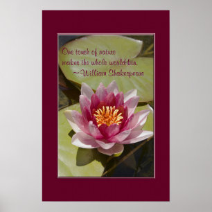Pink Water Lily Flower Close-up Photograph Poster