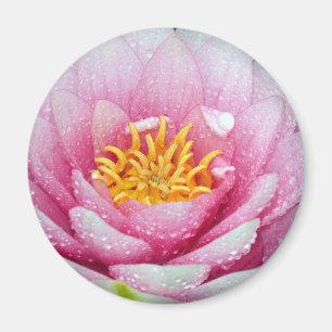 PInk water lily flower Magnet