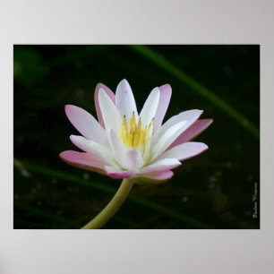 Pink water lily flower, up to 24" x 18" Photo Poster