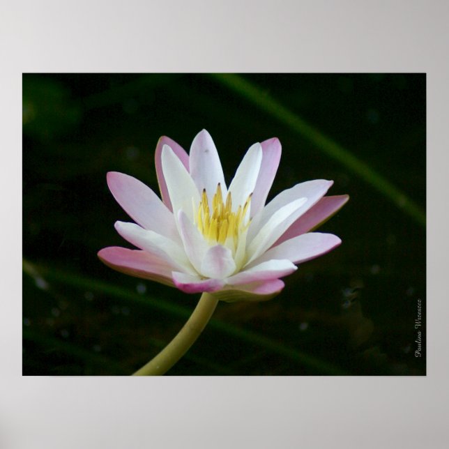 Pink water lily flower, up to 24" x 18" Photo Poster (Front)