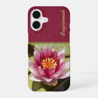 Pink Water Lily