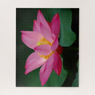 Pink Water Lily Jigsaw Puzzle