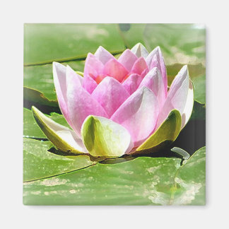 Pink Water Lily Magnet - Square