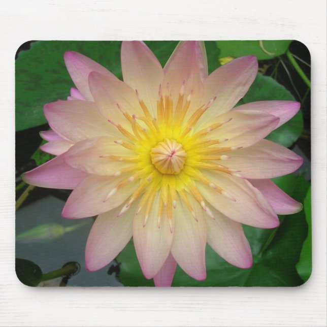 Pink Water Lily Mouse Pad (Front)