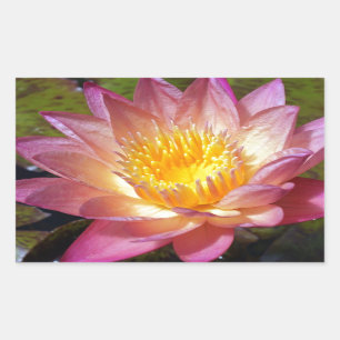 Pink Water Lily Photograph Rectangular Sticker
