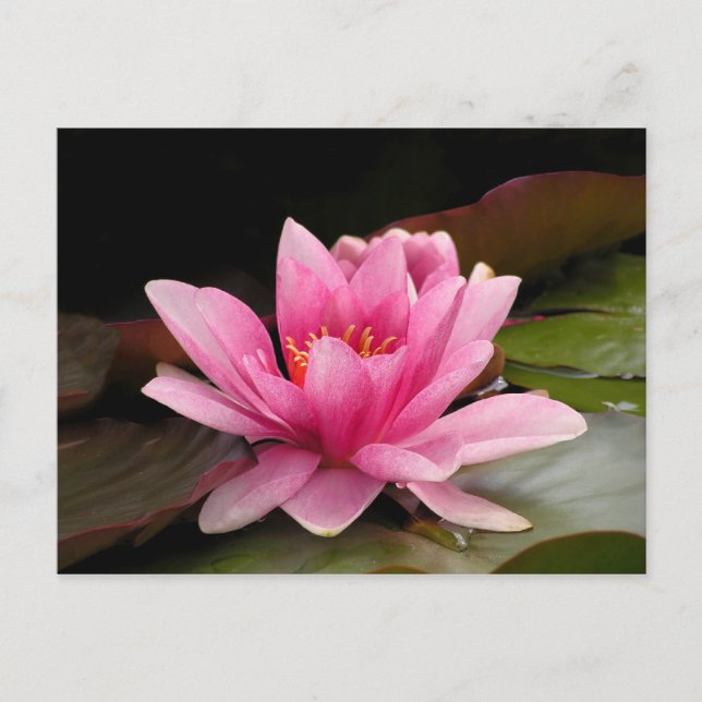Pink Water Lily Postcard (Front)
