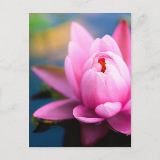 Pink Water Lily Postcard (Front)