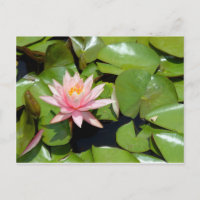 Pink Water Lily Postcard