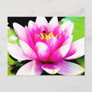 Pink water lily postcard