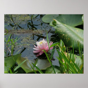 Pink Water Lily Poster