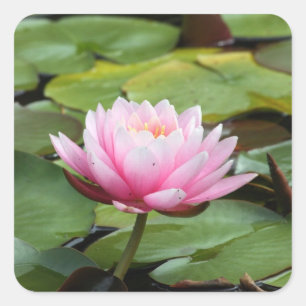 Pink Water Lily Sticker