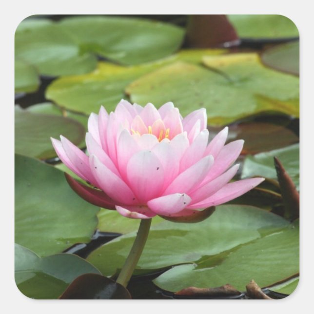 Pink Water Lily Sticker (Front)