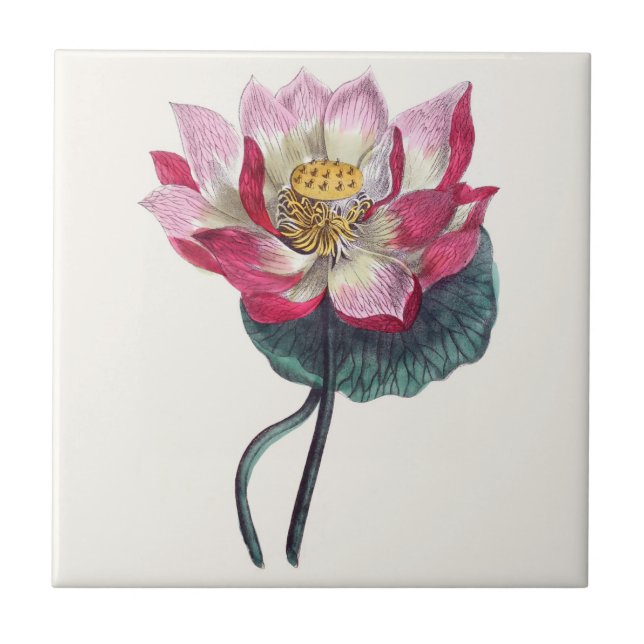 Pink Water Lotus Botanical Ceramic Tile (Front)