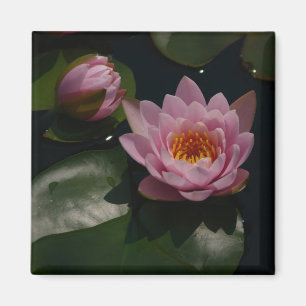 Pink Waterlilies Magnet