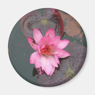 pink waterlily,荷花 magnet