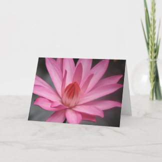 Pink Waterlily Card