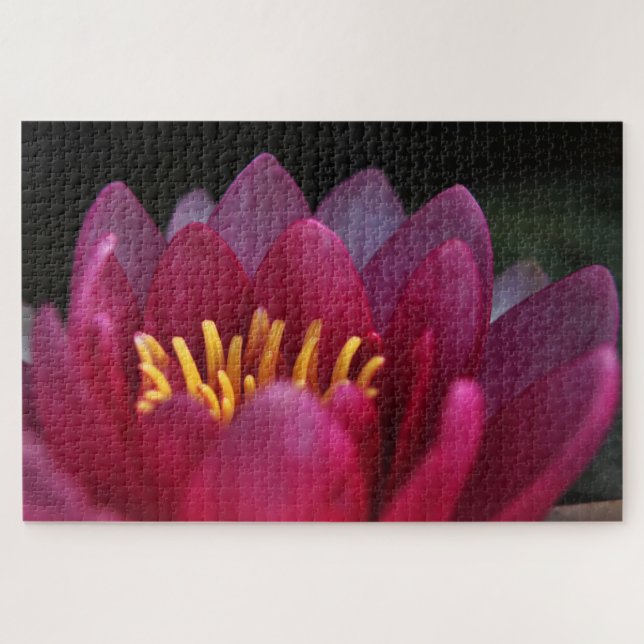 Pink Waterlily Jigsaw Puzzle (Horizontal)