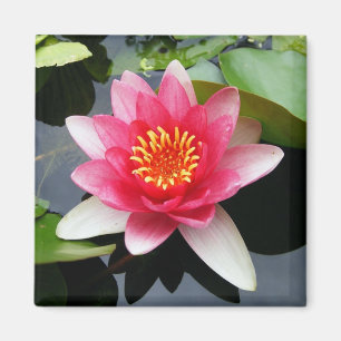 Pink Waterlily Magnet