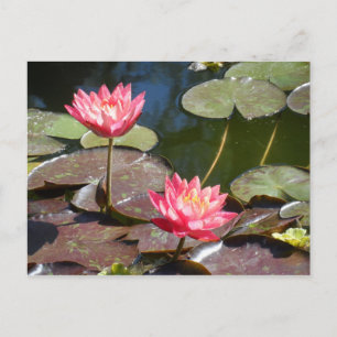 Pink Waterlily Postcard