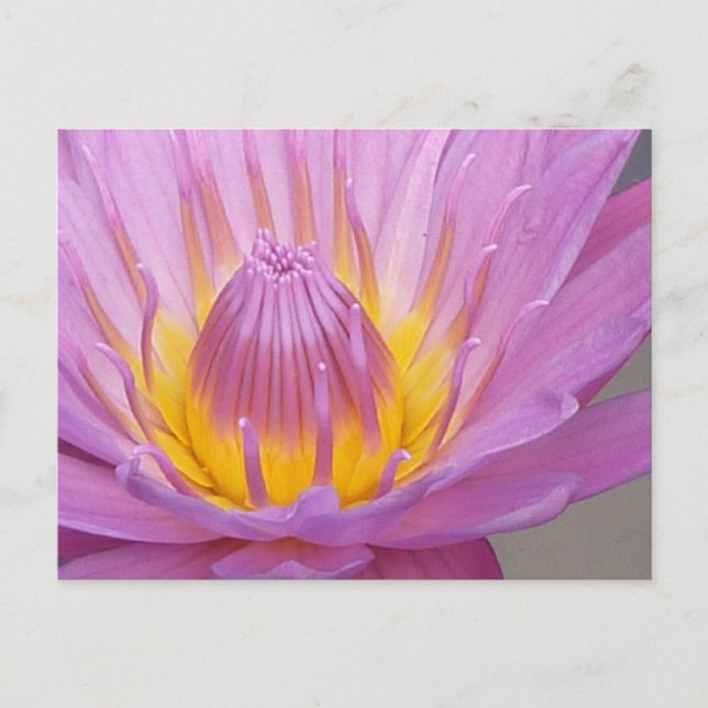 Pink Waterlily Postcard (Front)