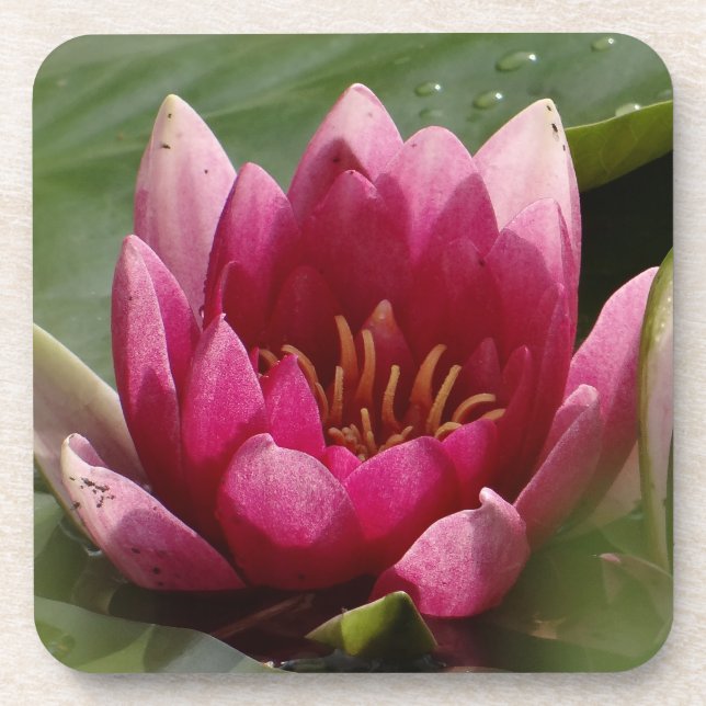 Pink waterlily square coaster (Front)
