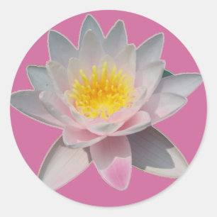 Pink Waterlily Stickers