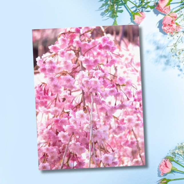 Pink Weeping Willow Tree Postcard (Creator Uploaded)