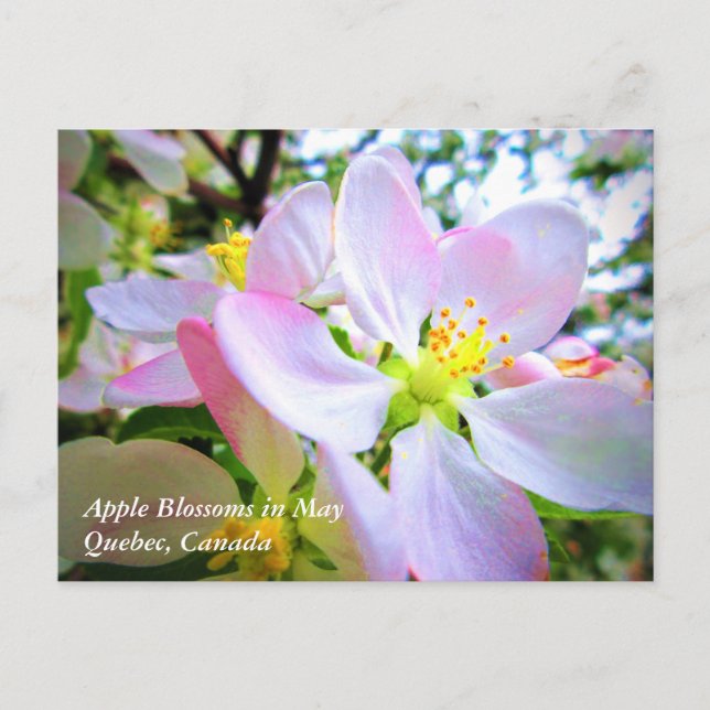 Pink White Apple Blossoms in May Canada Postcard (Front)