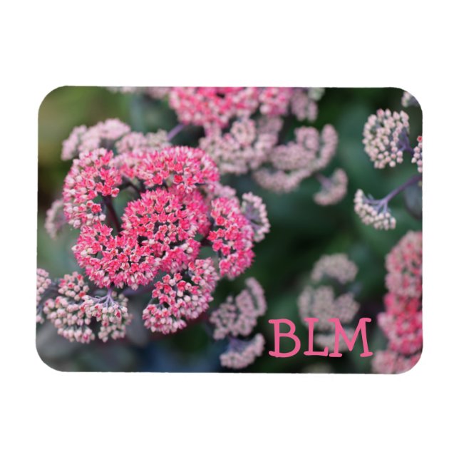Pink & White Butterfly Stonecup Flowers Magnet (Horizontal)