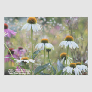 Pink & White Echinacea Tissue Paper