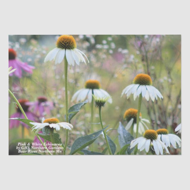 Pink & White Echinacea Tissue Paper (Front)