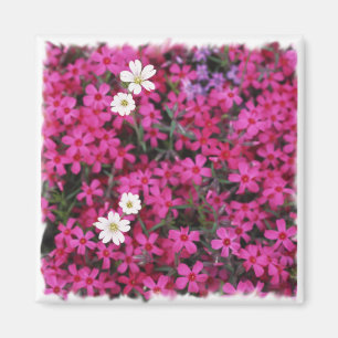 Pink & White Flowers Magnet