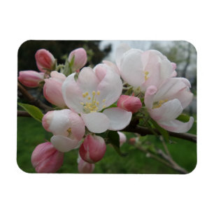 Pink White Fower 3"x4" Magnet