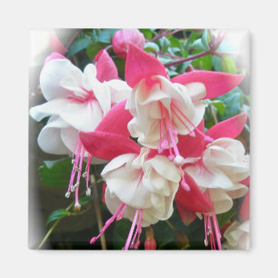 Pink & White Fuschia Magnet